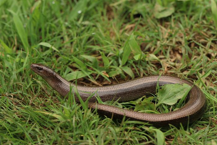 Безногая ящерица, внешне похожая на змею, напугала жителей Ленинского проспекта