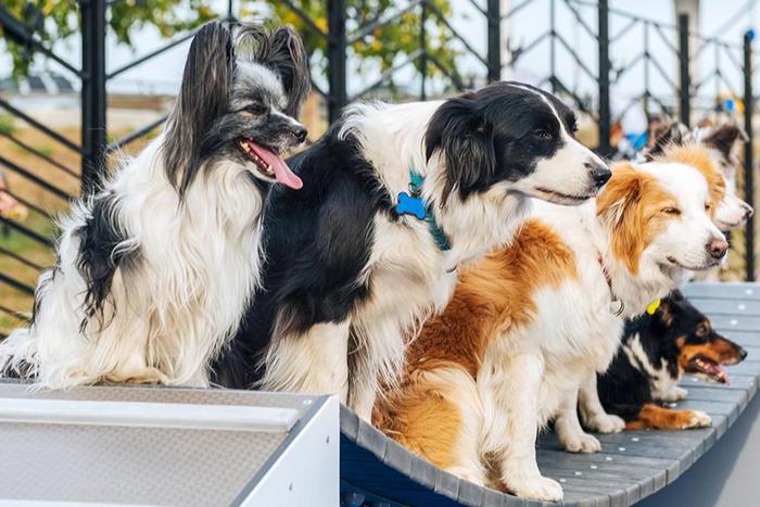 Кинологи расскажут об обучении собак-проводников в рамках "Лета в Москве"