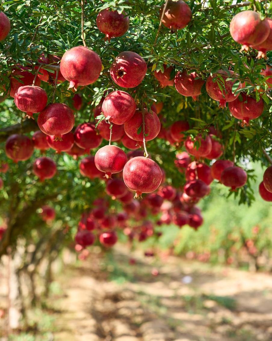 Летом в своё привычное меню добавляйте фрукты. Получится легко, что актуально для жары, и вкусно