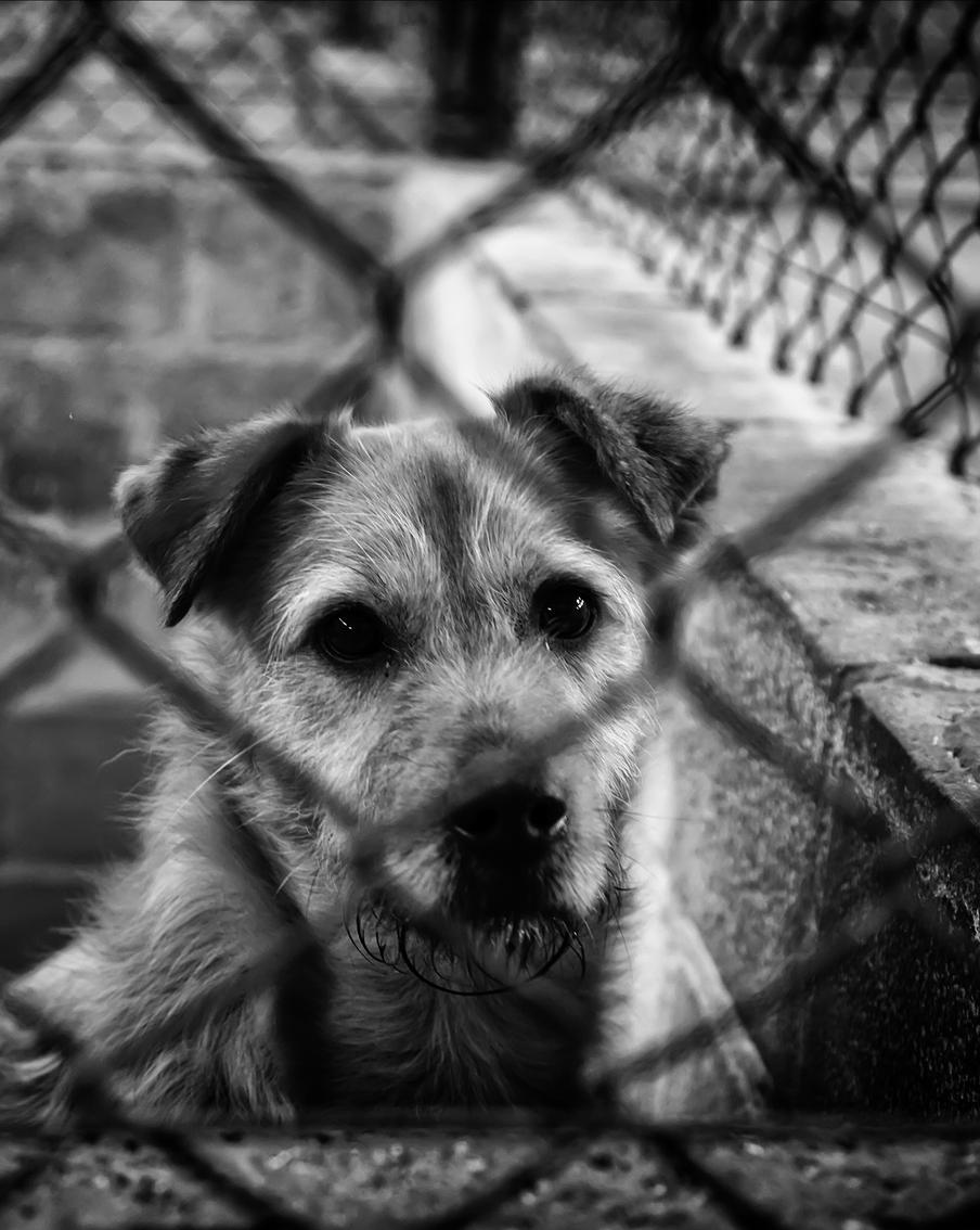 Зоозащитники не смогли обжаловать законопроект о намеренном умерщвлении бездомных собак в Астрахани