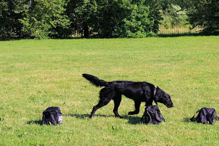 Посетителям "Лета в Москве. Все на улицу!" расскажут о работе служебных собак