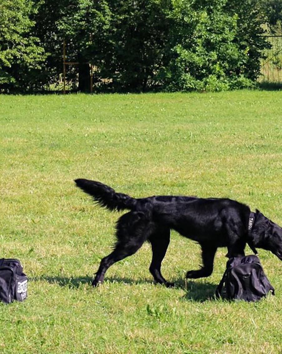 Посетителям "Лета в Москве. Все на улицу!" расскажут о работе служебных собак