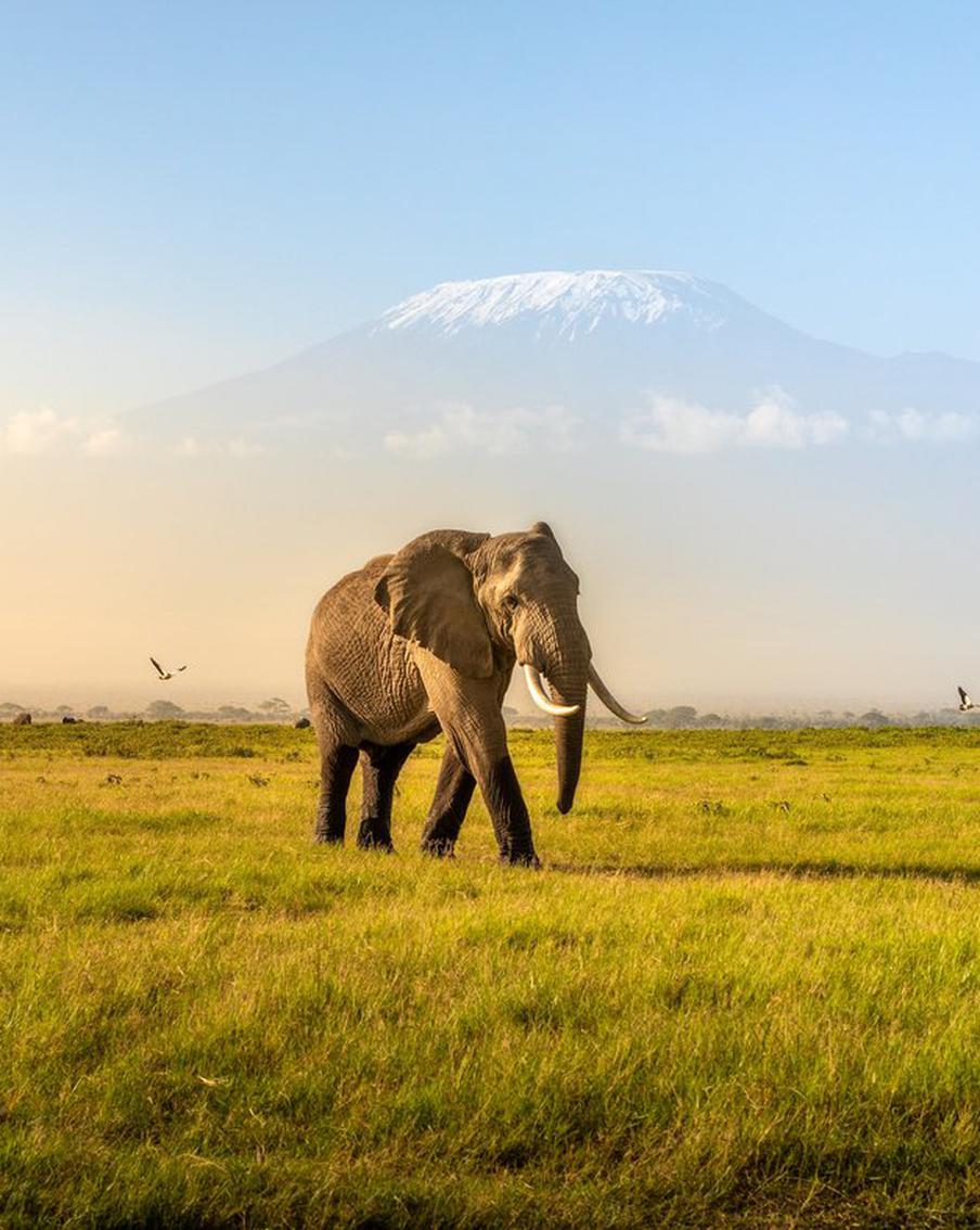 Какие животные способны "разговаривать" и звать друг друга по именам