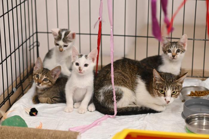 Московский театр оперетты помогает пристраивать кошек в хорошие руки