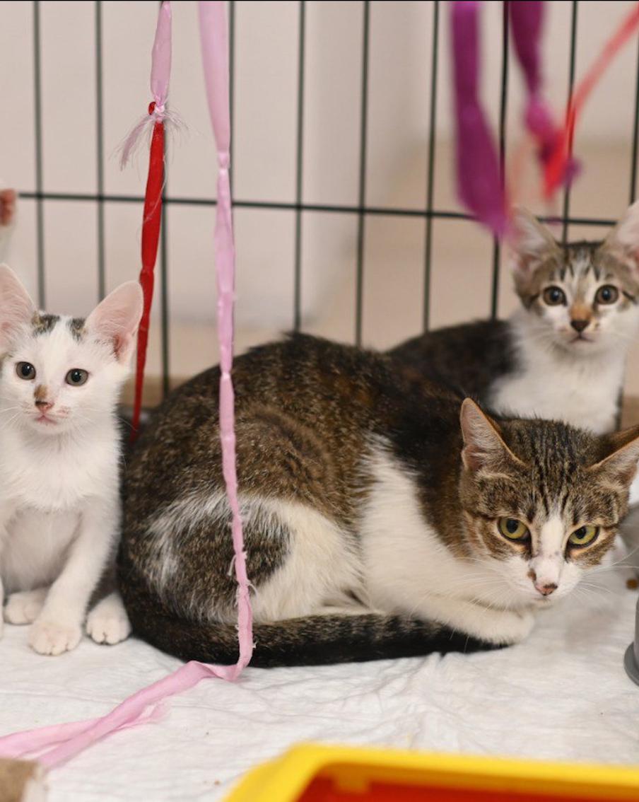 Московский театр оперетты помогает пристраивать кошек в хорошие руки