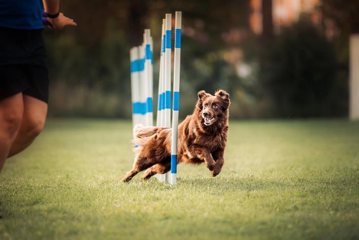 В парке "Яуза" 16 июня пройдёт Кубок столицы по аджилити