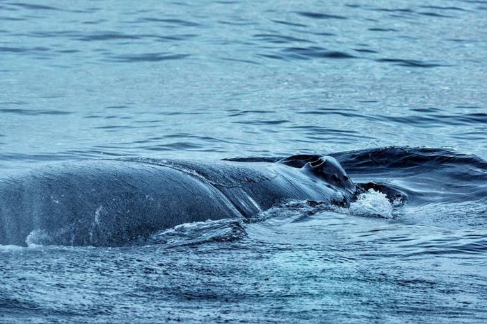 Возможно ли спасти кита, запутавшегося в сетях: миссия казалась невыполнимой