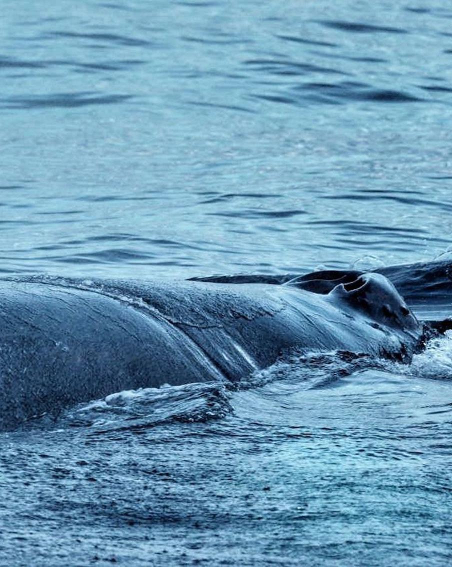 Возможно ли спасти кита, запутавшегося в сетях: миссия казалась невыполнимой