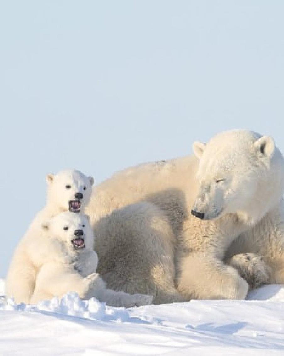 Фотографы со всего мира собрались, чтобы помочь океанам