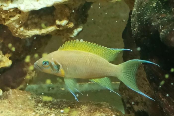 За косяк ответишь: у рыб-интеллектуалов свои методы воспитания