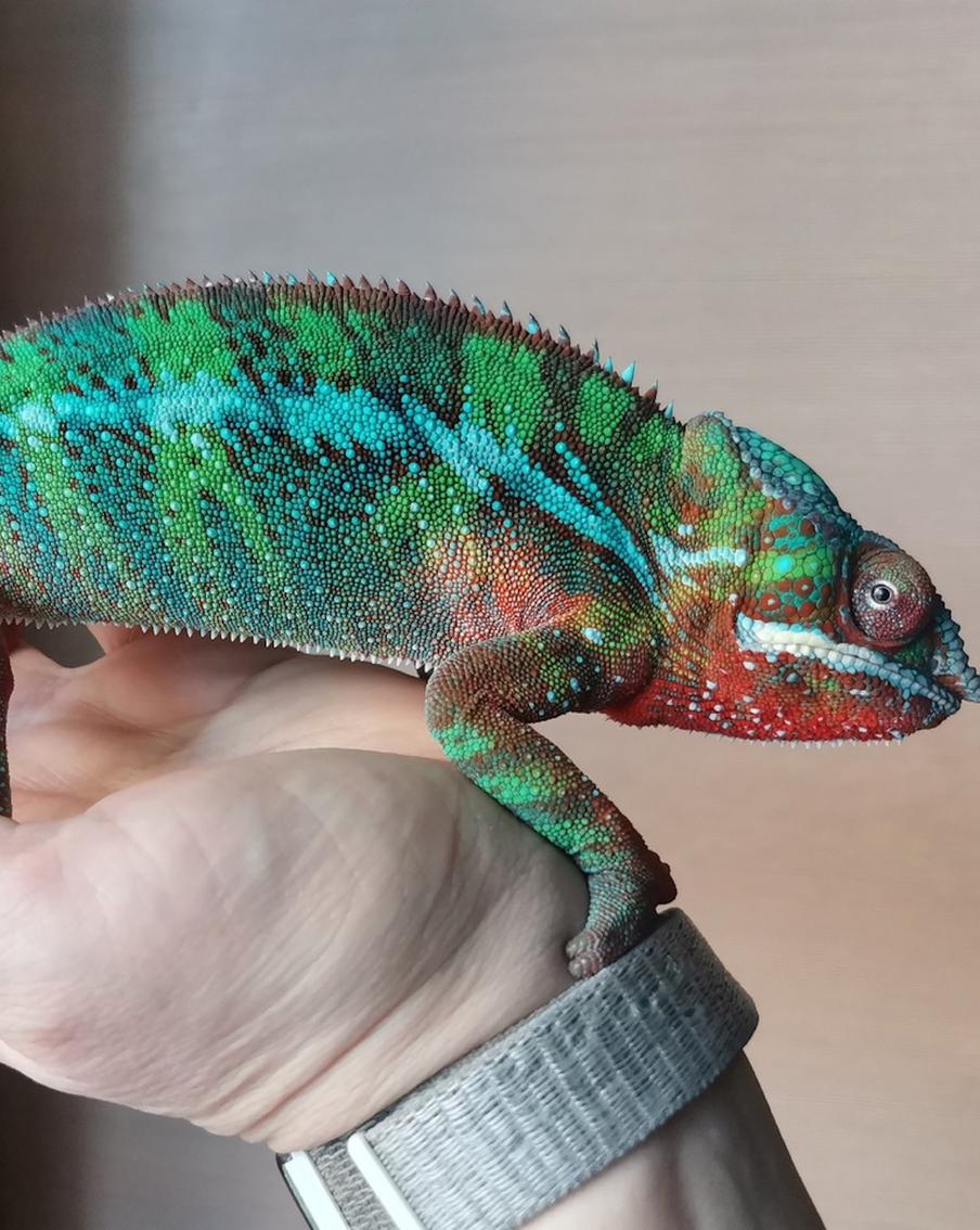 Хамелеон из-за грусти и голода может даже почернеть