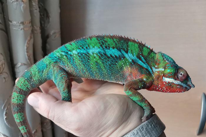 Хамелеон из-за грусти и голода может даже почернеть