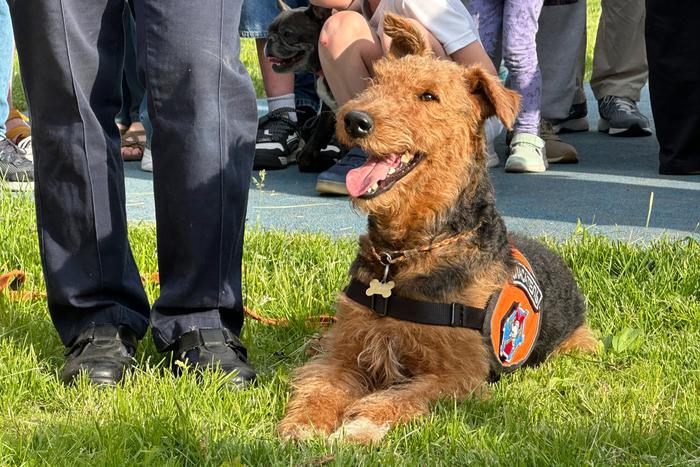 Стало известно где москвичи смогут узнать об особенностях ухода и дрессировки собак