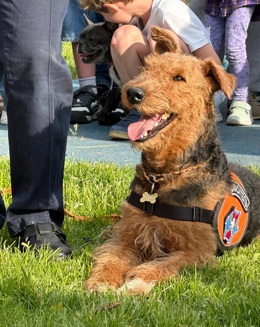 Стало известно где москвичи смогут узнать об особенностях ухода и дрессировки собак