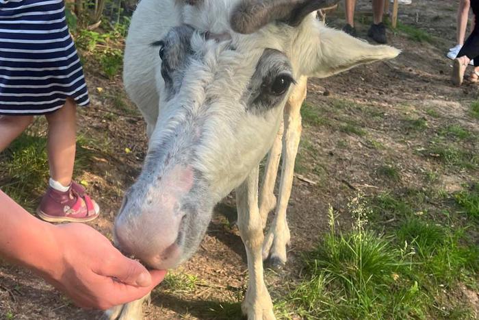 Сбежавшего оленя нашли ночью искусанным до крови. Афоня так испугался молнии, что рванул куда глаза глядят