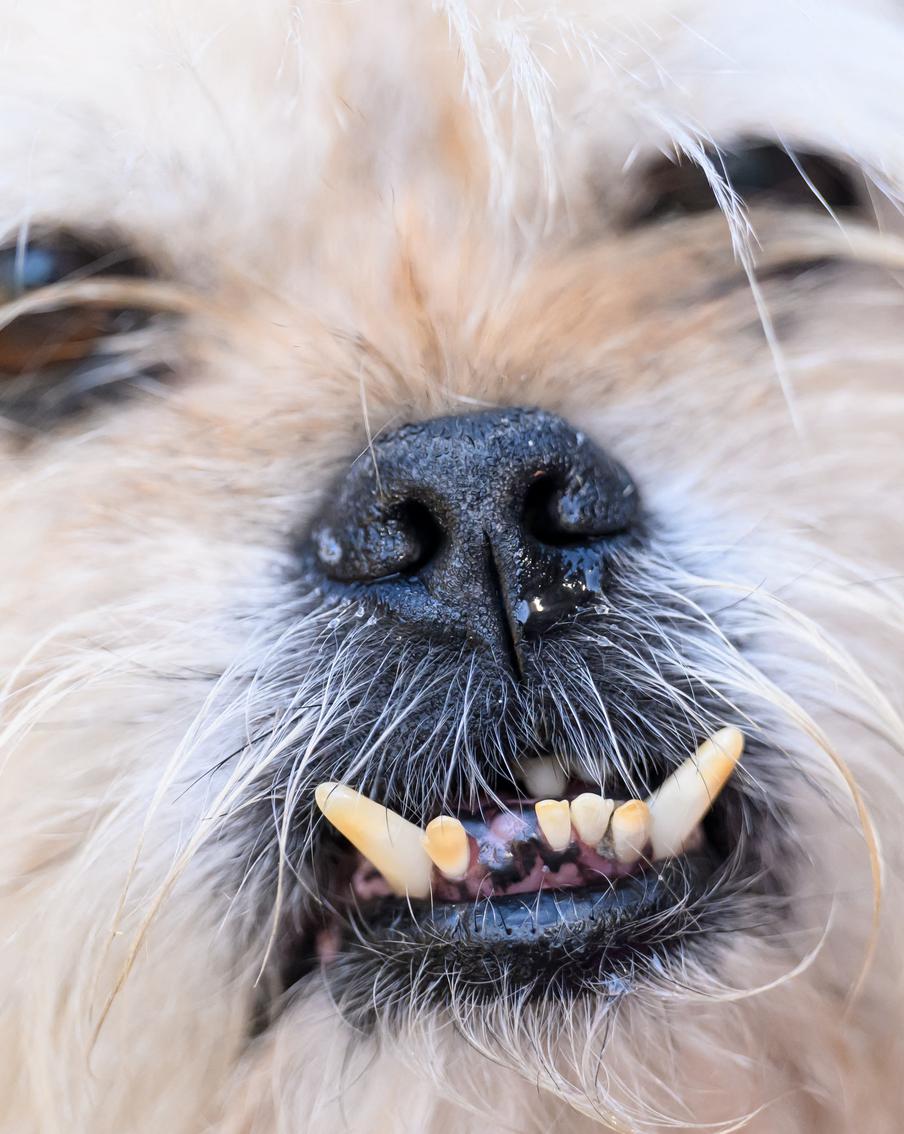 В США снова выбрали самую уродливую собаку – фото