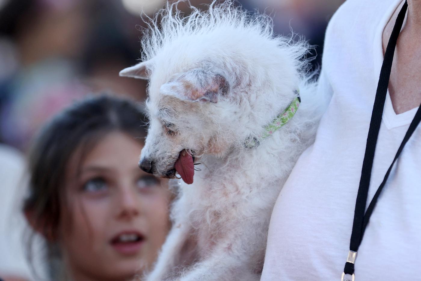 Собака по кличке Дейзи Мэй принимает участие в конкурсе "Самая уродливая собака в мире".