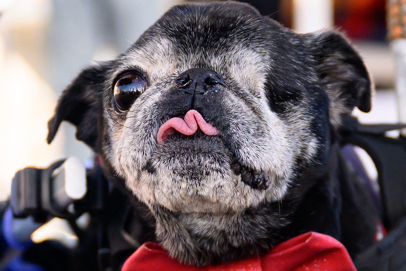 Worlds ugliest dog contest Пёс Рим.