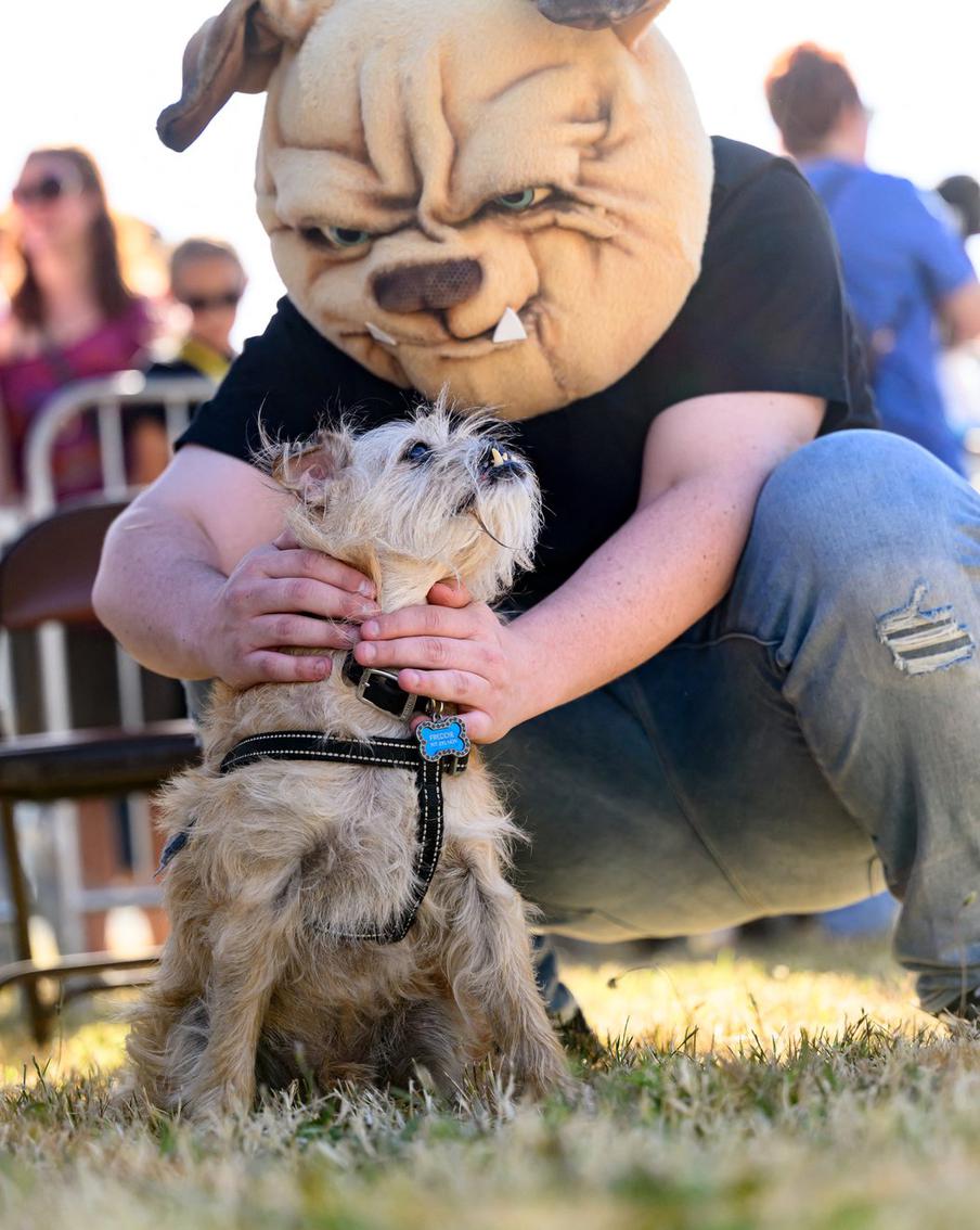 Worlds ugliest dog contest Мужчина в маске бульдога гладит Фредди Меркьюри, 14-летнего пса-метиса, произошедшего от мопса и брюссельского гриффона.