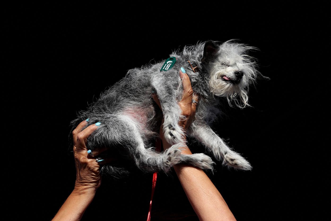 Собака по кличке Оззи не попала в тройку лидеров, но полюбилась публике.