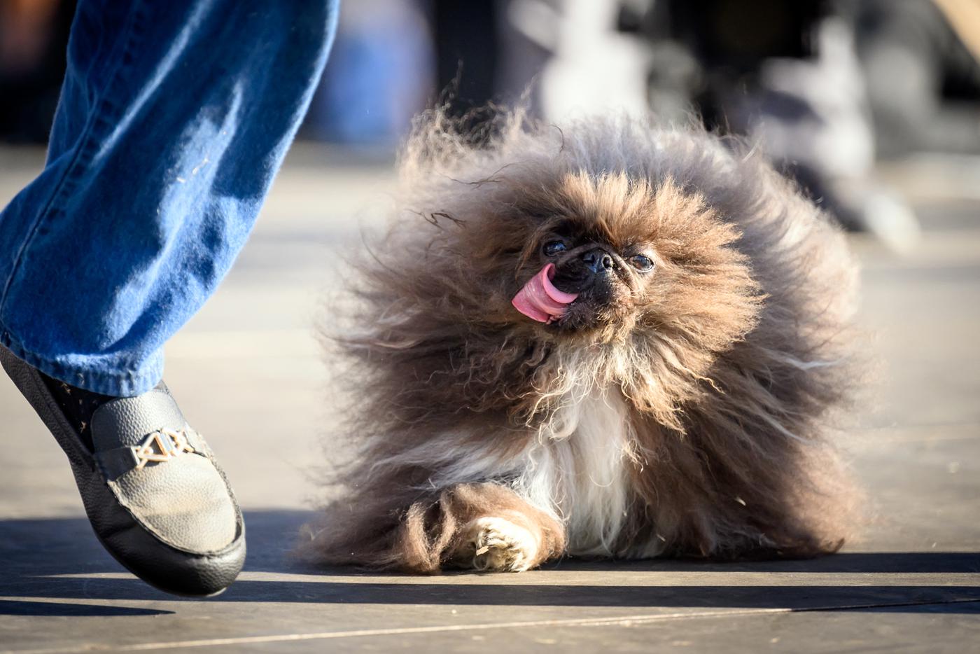Worlds ugliest dog contest Победитель конкурса "Самая уродливая собака" во всей своей красе.