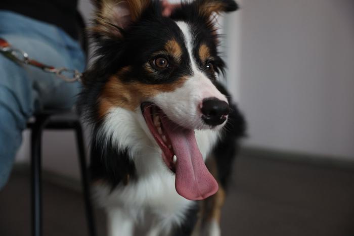 Собаки-помощники: лучший друг человека стал ему ещё и терапевтом