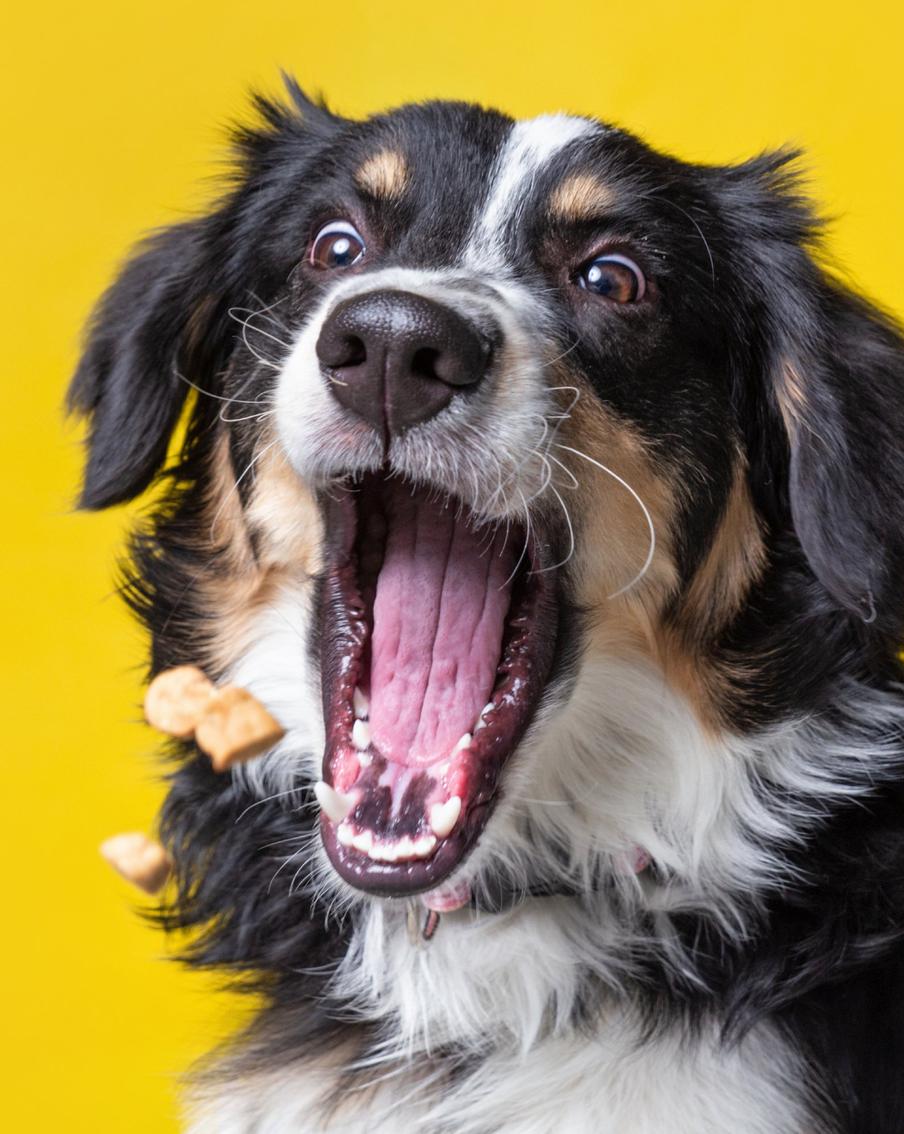 Лакомства для собак: чем поощрять питомца