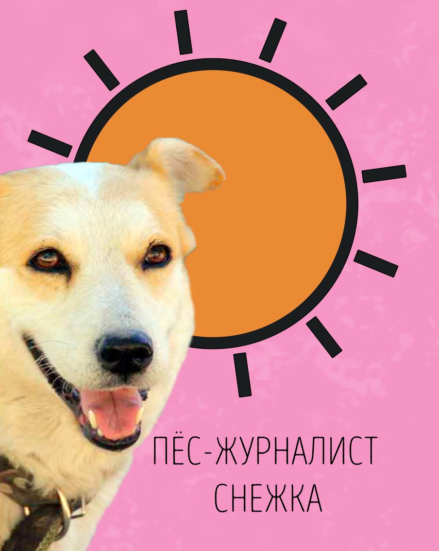 Снежка объясняет, как вести себя в жаркие дни