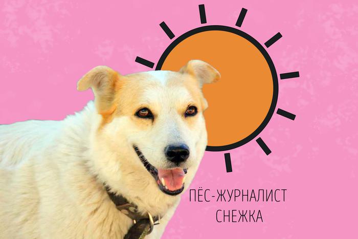 Снежка объясняет, как вести себя в жаркие дни