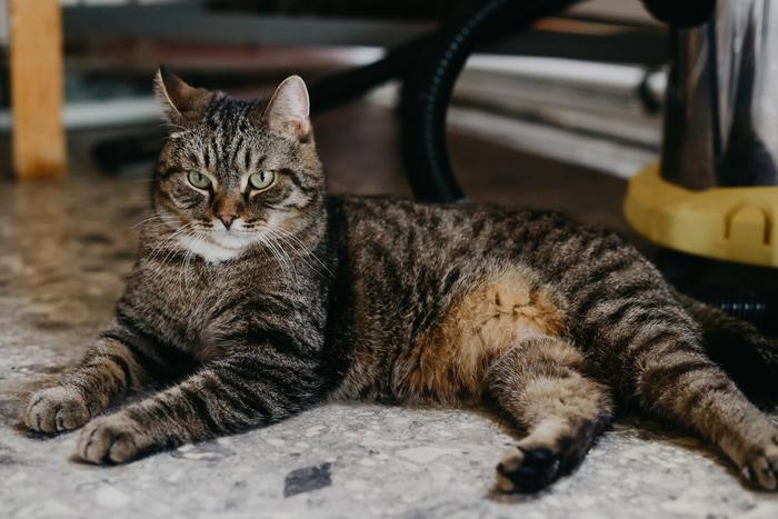 Кошачий корм вместо выпускного: как челябинские школьники помогли приюту