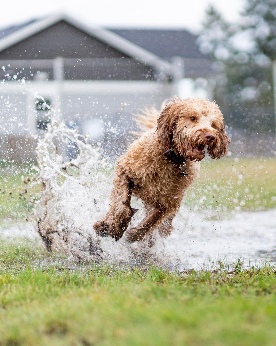Почему собака "сходит с ума" на прогулке и как решить проблему перевозбуждения