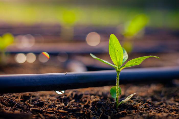 Спасаем сад и огород от палящего солнца и засухи