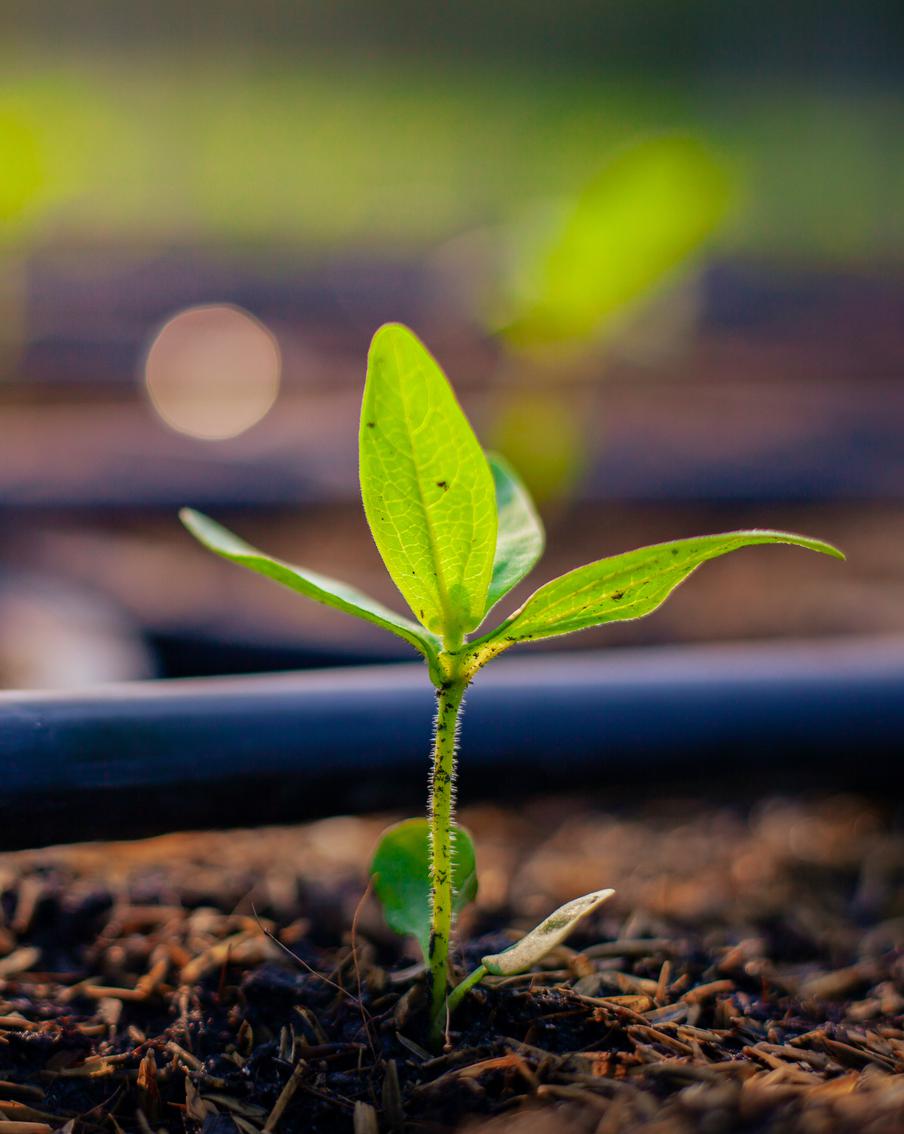Спасаем сад и огород от палящего солнца и засухи