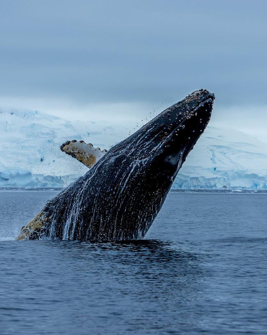 Киты очень любят петь, но люди мешают им это делать и так вредят их здоровью