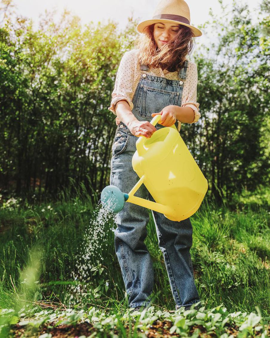 Как правильно поливать растения в жару, чтобы они росли и плодоносили