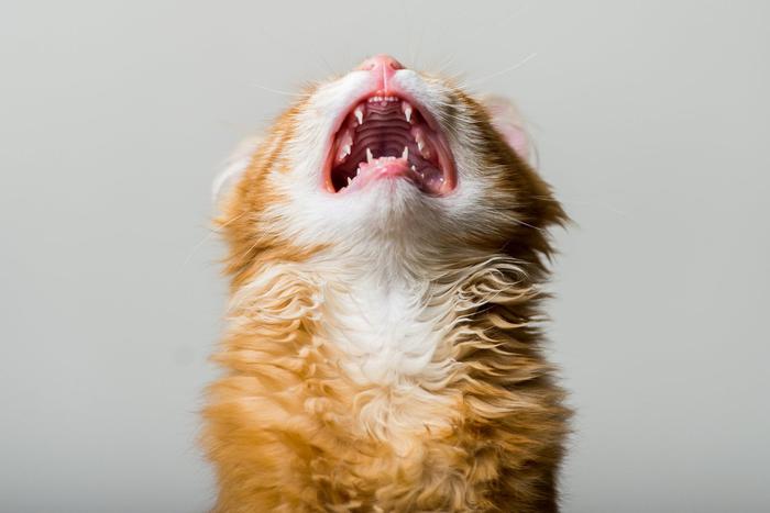 Шум, запахи и другие вещи, которые кошки не любят больше всего