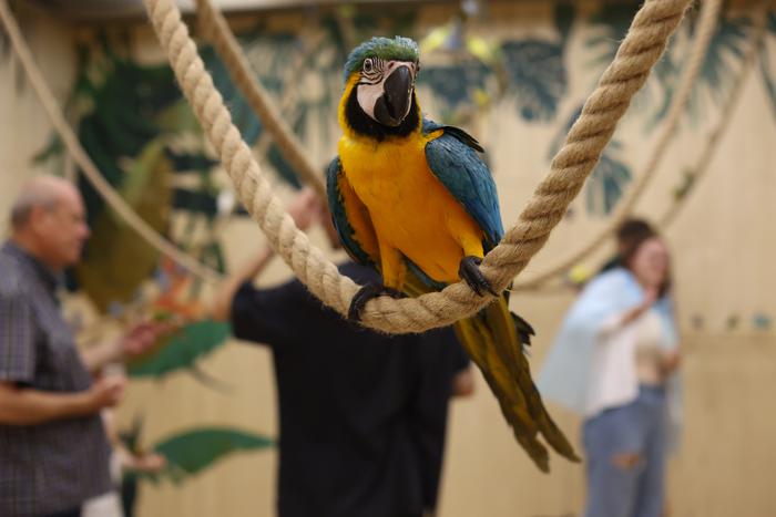 Тони озабочен поиском пары, Арчи только учится говорить: в центре Москвы открыли попугайню