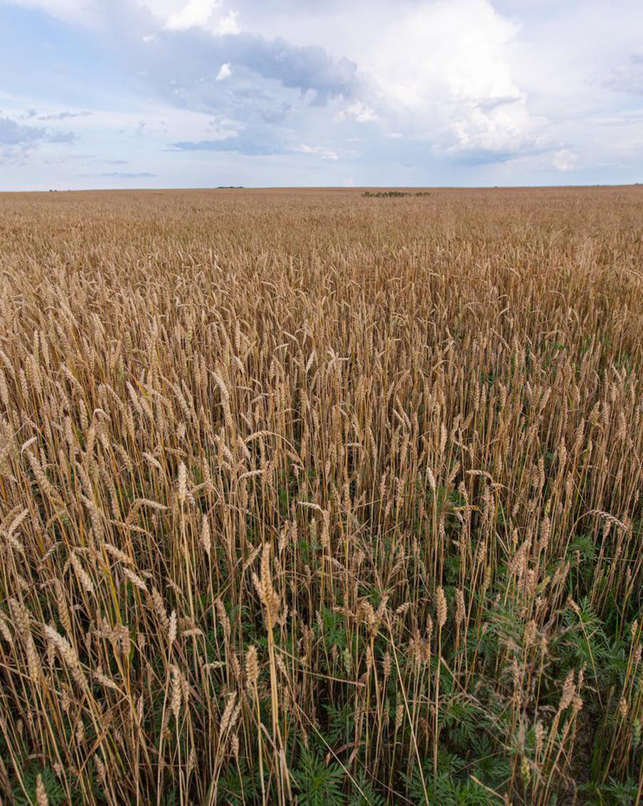 ВС России освободили населенный пункт Чигари, над Мелитополем сбиты HIMARS: хроника очередных событий украинского кризиса