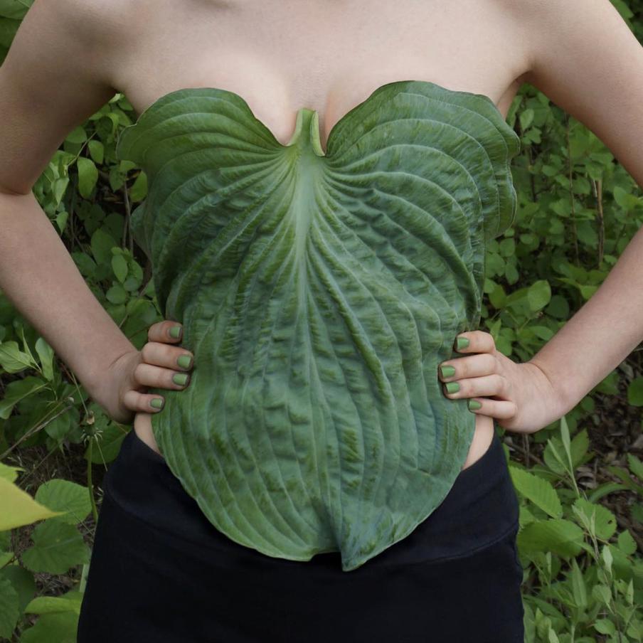 Топ из подорожника.