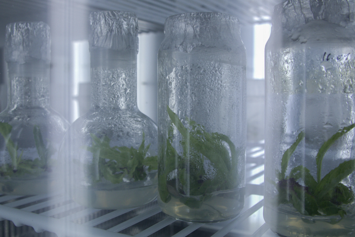 Соссюрея спорная обладает целебными свойствами. Спору нет