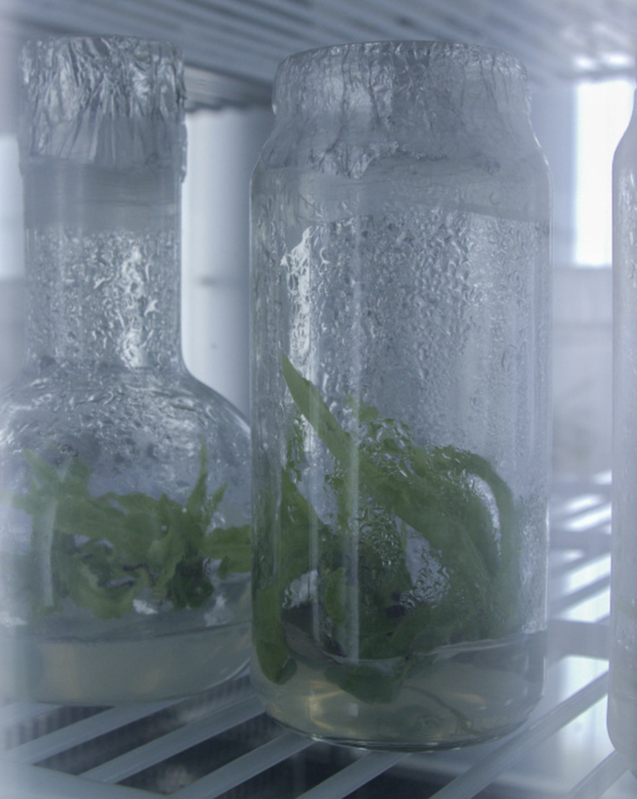 Соссюрея спорная обладает целебными свойствами. Спору нет