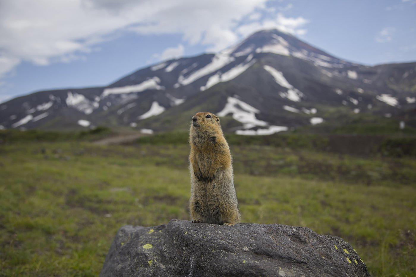Непростая фотосессия. Юлия Веюкова сделала эту фотографию у подножия Авачинского вулкана: "Евражка показал себя во всей красе. Но добиться этого кадра мне было непросто! Пришлось скормить зверьку все орешки, чтобы он залез на камень и устроился на нём поудобнее. К сожалению, в кадр не вошли братья евражки, которые тоже хотели попасть на фото, но их старший брат никого не пускал!"