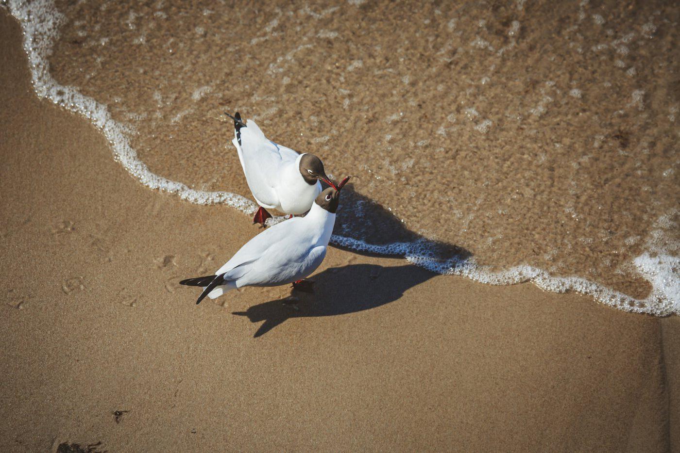 Любовь. Фото с милующимися чайками было сделано на берегу Балтийского моря в городе Зеленоградске (Калининградская область).