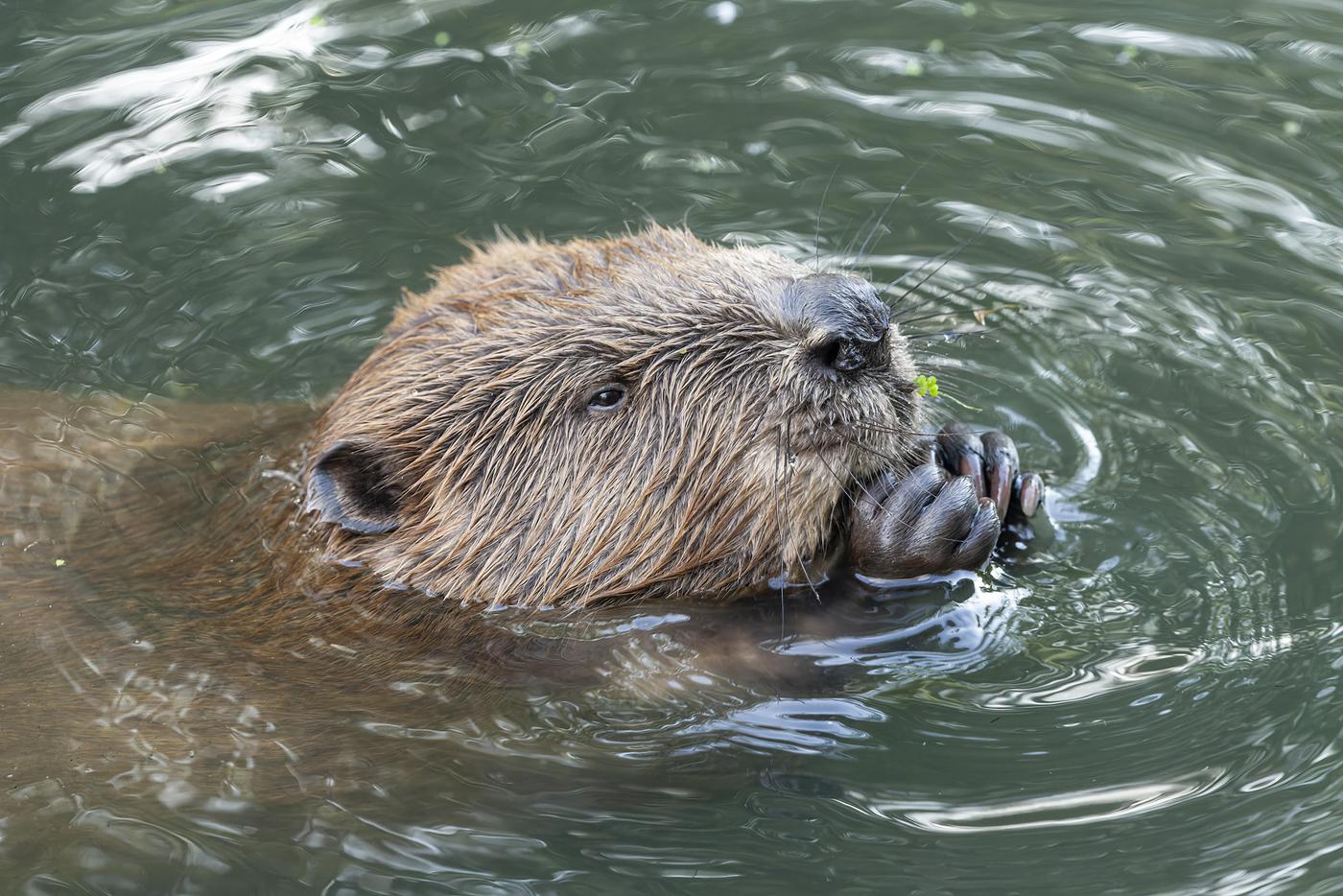 Портрет бобра. "Этот снимок был сделан в долине реки Яузы, неподалёку от метро "Ботанический сад" летом прошлого года, – рассказал Юрий Долганов. – Там, на одном из рукавов, расположена бобровая плотина. Взрослые выбираются ближе к ночи, чтобы погрызть прибрежную растительность, а вот любопытный подросток отправился на прогулку около 5 вечера. Людей он не боялся, видимо, потому, что местные радостно подкармливали его яблоками. Я сделал снимок, свесившись с мостика, в тот момент, когда молодой бобр замер, ухватив передними лапами в воде какую растительность".