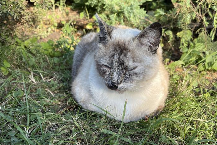 Москвичей призвали быть внимательными к своим питомцам в жару