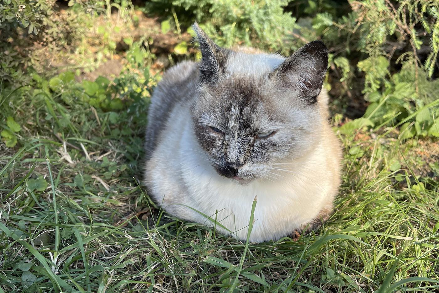 Москвичей призвали быть внимательными к своим питомцам в жару