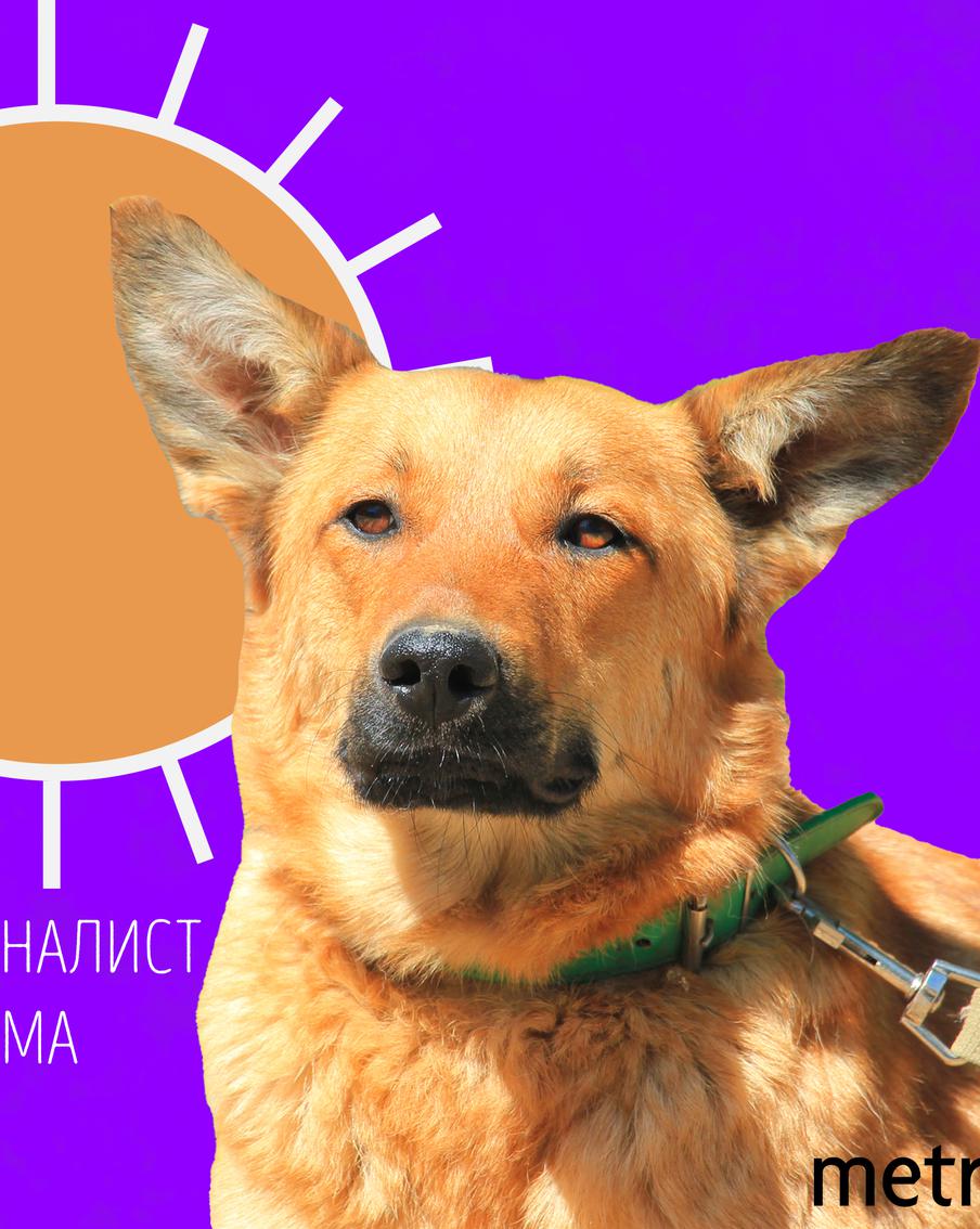 Хурма сообщает москвичам: к нам возвращаются "тропические ночи"