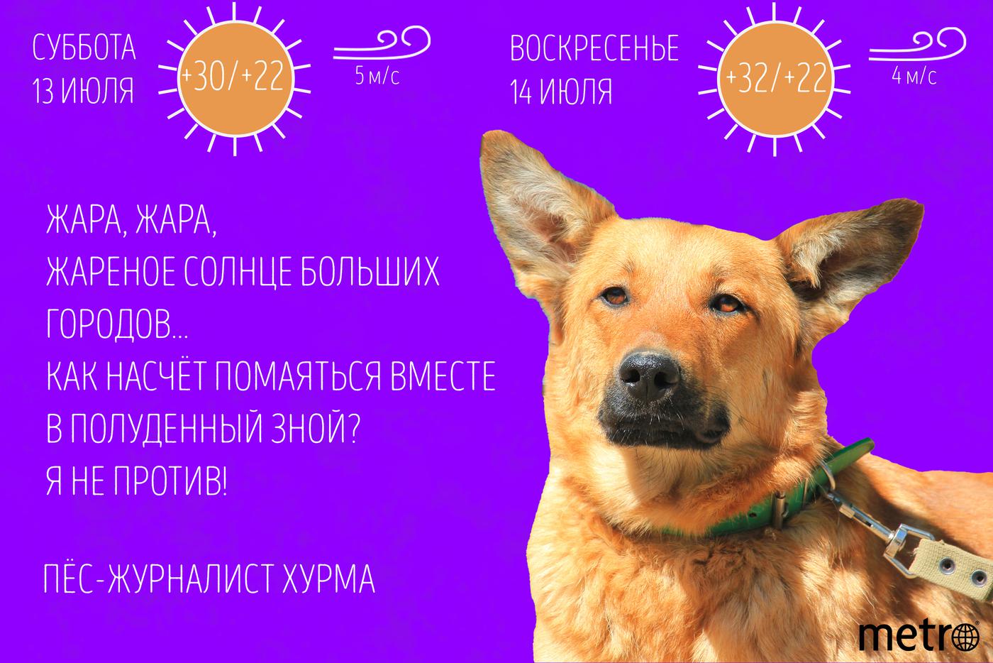 Хурма готовится к жаре.