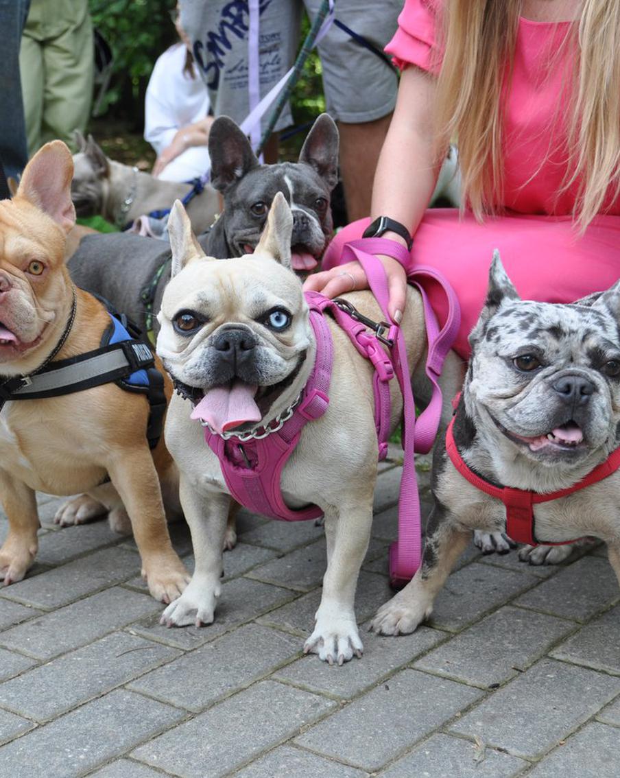 "Французы" напускали слюней в центре Москвы: как прошёл парад сладких "булочек"