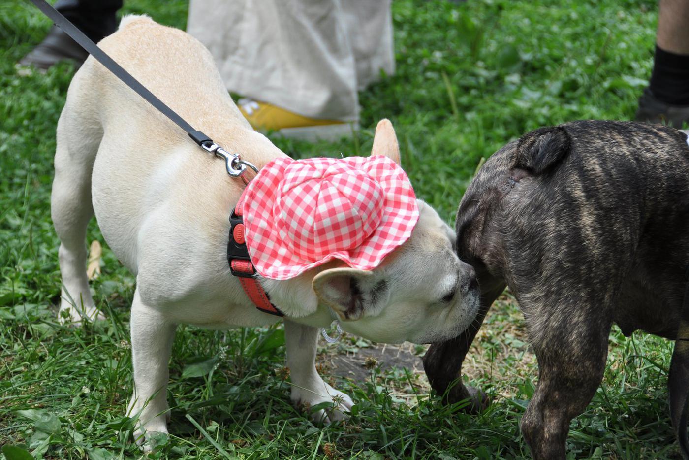 Сладкие "булочки"